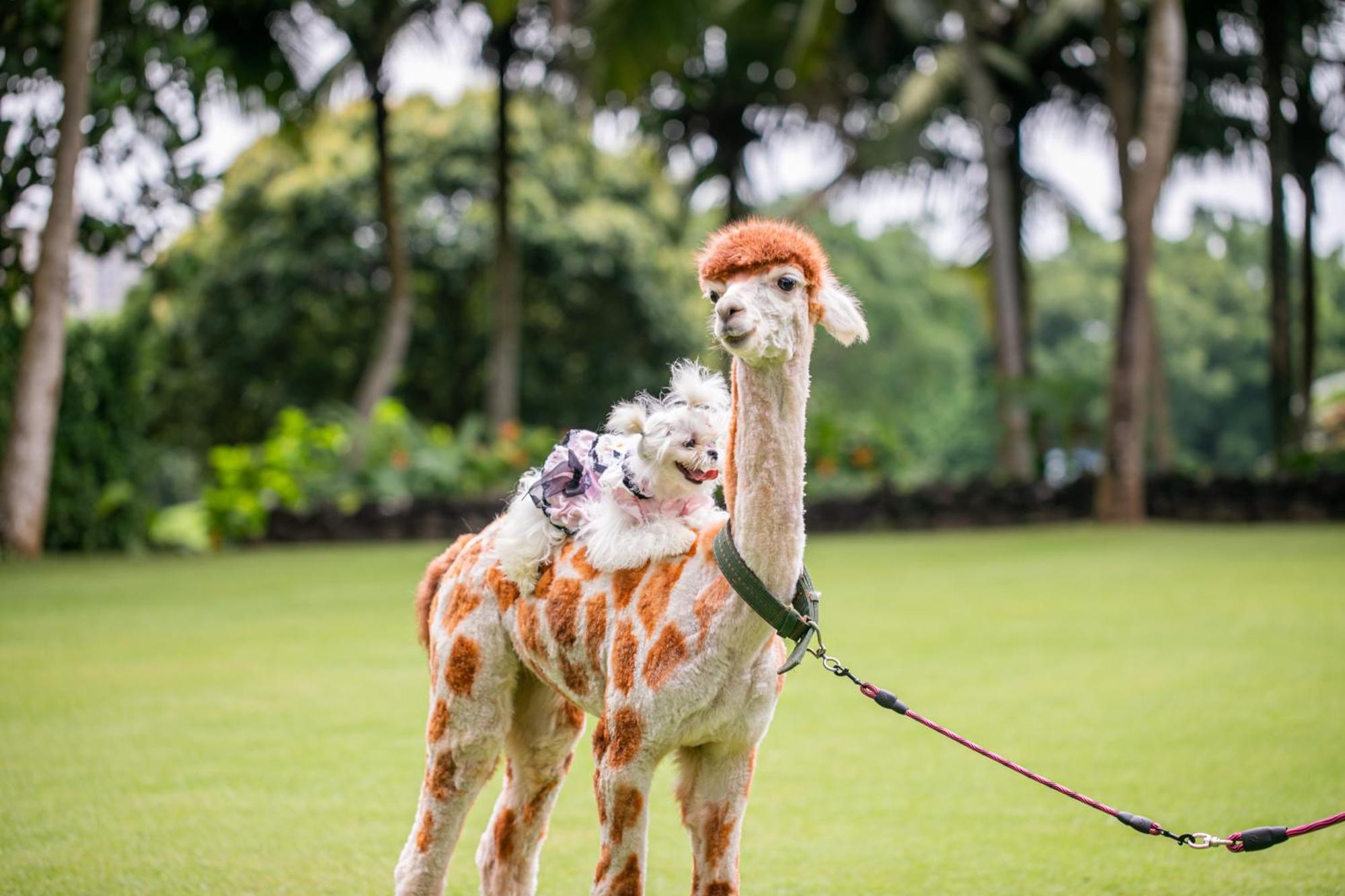 Mission Hills Resort Haikou Хайкоу Экстерьер фото